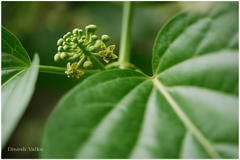 Cosmostigma racemosum